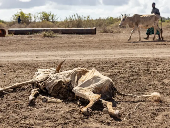 TOPSHOT - A man affected by drought walks past a livestock carcass, next to a camp for displaced people in the outskirts of Kismayo town, on April 21, 2026.
