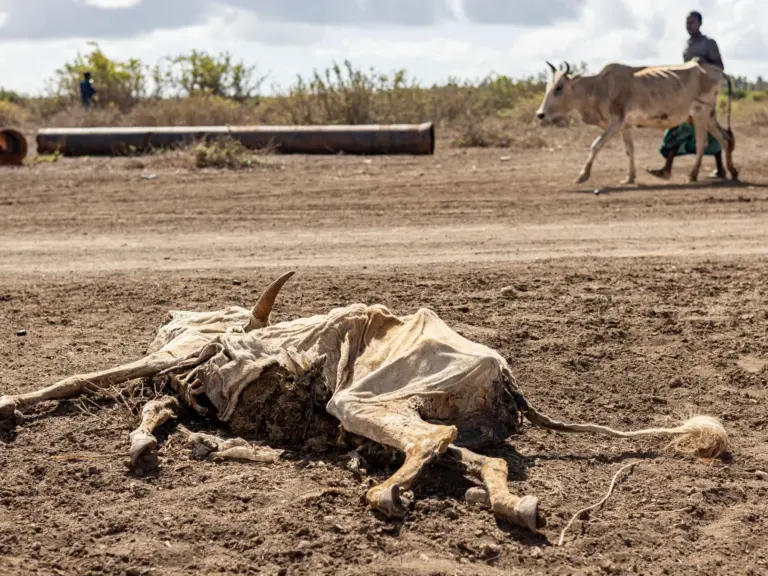TOPSHOT - A man affected by drought walks past a livestock carcass, next to a camp for displaced people in the outskirts of Kismayo town, on April 21, 2026.